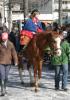 La Vivandiera Selena sfila a cavallo davanti all'Olmetto