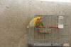 La coppia di Inseparabili, primo premio della lotteria della fagiolata 2010!